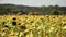 Italy. Tuscany. field of sunflowers