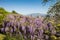 Italy, Tuscany, Florence, the Bardini garden.