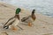 Italy, Tuscany, Grosseto, Castiglione della Pescaia, mallards rest on the pier of the Bruna river channel, Anas platyrhynchos.