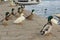 Italy, Tuscany, Grosseto, Castiglione della Pescaia, mallards rest on the pier of the Bruna river channel, Anas platyrhynchos.