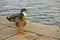 Italy, Tuscany, Grosseto, Castiglione della Pescaia, mallards rest on the pier of the Bruna river channel, Anas platyrhynchos.