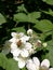 Italy, Tuscany, Grosseto Maremma, Bee looks for pollen on berry flower, blackberry