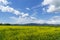 Italy Tuscany Grosseto Maremma rural landscape in bloom, rapeseed fields in flowering hills and pine forest