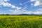 Italy Tuscany Grosseto Maremma rural landscape in bloom, rapeseed fields in flowering hills and pine forest