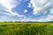 Italy Tuscany Grosseto Maremma rural landscape in bloom, rapeseed fields in flowering hills and pine forest