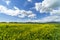 Italy Tuscany Grosseto Maremma rural landscape in bloom, rapeseed fields in flowering hills and pine forest