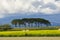 Italy Tuscany Grosseto Maremma rural landscape in bloom, rapeseed fields in flowering hills and pine forest