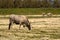 Italy Tuscany natural park of the Maremma, called the Uccellina Alberese park, Maremma cows grazing with cubs