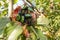 Italy Tuscany Tirli, close-up view of Cetonia aurata,