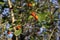 Italy, Tuscany, Val D`Orcia, San Quirico d`Orcia, Bagno Vignoni, arbutus tree