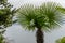 Italy, Varenna, Lake Como, a palm tree