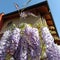 Italy villa  summer wisteria 