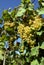 \'Italy\' - white grapes