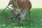 Itching mature male red deer or stag with huge branched antlers