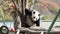 Itchy Panda ,Wolong Giant Panda Nature Reserve, China