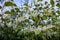 Itea virginica shrub in autumn. A flowering ornamental shrub with white flowers