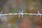 Item barbed wire closeup on the blurry background of the yard