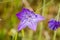 Ithuriel`s spear Triteleia laxa blooming in Stebbins Cold Canyon, Napa Valley, California