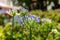 Ithuriel`s spear, triteleia laxa field in bloom closeup view blur background