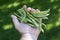 Itialian Style Green Beans In Farmers Hand