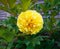 Itoh Hybrid Peony Yellow Bartzella in garden