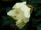 Itoh-hybride peony `Bartzella`. First bloom