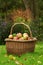 Its been a fruitful season. Red apples gathered in a wicker basket standing on a lawn.