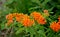 Its bright, orange inflorescences shine through no garden nooks. The flowers grow at the end of long leafy stems in tens, they