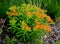 Its bright, orange inflorescences shine through no garden nooks. The flowers grow at the end of long leafy stems in tens, they
