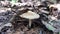 With its hat, the mushroom lifts and looks out from under the fallen forest leaves. Close-up.