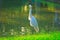 With its head twisted 180 degrees, a tall, orange beaked, white egret stands on the edge of a pond and green lawn.
