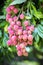 Its lychee picking time at ranisonkoil, thakurgoan, Bangladesh.