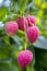 Its lychee picking time at ranisonkoil, thakurgoan, Bangladesh.