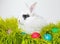 Its that time of the year for bunnies and eggs. Studio shot of a cute rabbit on the grass with an assortment of brightly