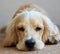 Its tiring work being a good boy all day. Portrait shot of an adorable cocker spaniel puppy resting outside.