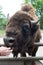 Its a zoo in here. Bison or wisent animal in petting zoo. Human hand feeding wild bison in zoo outdoor. European or