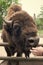Its a zoo in here. Bison or wisent animal in petting zoo. Human hand feeding wild bison in zoo outdoor. European or