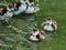 Ittle cute goslings of egyptian goose on lake