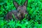 Ittle fluffy rabbit lurking in the green grass.