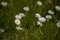 Ittle white summer daisy in a meadow among green grass on a sunny day