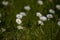 Ittle white summer daisy in a meadow among green grass on a sunny day