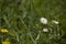 Ittle white summer daisy in a meadow among green grass on a sunny day