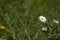 Ittle white summer daisy in a meadow among green grass on a sunny day