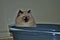 Itty bitty Himalayan kitten looking angrily into the distance while in the litterbox