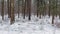 Itâ€™s Snowing in a pine forest