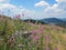 Ivan-tea plant blooming with pink flowers on a mountain slope against the background of a blue sky with clouds and high mountains