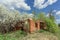 Ivanovo region, Russia. - May 09.2016. The ruins of an abandoned brick farmhouse in the spring among riotous flowering