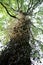 Ivied white poplar trunk and branches