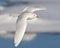 Ivoormeeuw, Ivory Gull, Pagophila eburnea