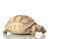 Ivory African Spurred Tortoise